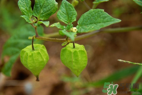 经期可以吃灯笼果吗,来姨妈可以吃灯笼果吗