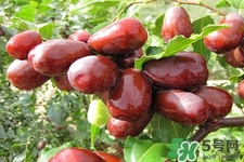 吃红枣不能补血吗,吃红枣能不能补血