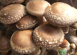 香菇和蘑菇哪个营养更好,吃香菇的好处和功效 香菇和蘑菇哪个营养更好,吃香菇的好处和功效