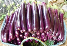 茄子怎样不吸油,茄子怎么过油不吸油