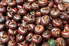 荸荠上市的季节,荸荠是几月份上市 荸荠上市的季节,荸荠是几月份上市