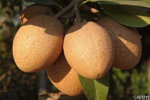 人心果有什么营养价值?,人心果的营养价值及功效和作用