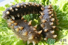 海参的品种有哪些,海参有几种品种的图片