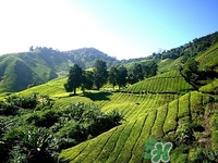 白茶能隔夜喝吗?,白茶隔夜茶到底能不能喝