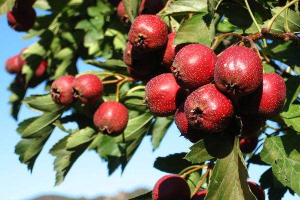 糖球山楂变软了怎么办,山楂硬了怎么变软