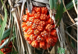 露兜果功效,露兜树果实的功能和作用