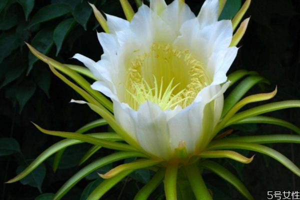 昙花的生长环境是怎么样的呢(昙花的生长环境和特点)