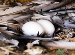 鸽子蛋是什么蛋,鸽子蛋叫什么蛋