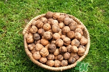 核桃吃多了会腹泻吗,核桃吃多了会腹泻吗?副作用吗? 核桃吃多了会腹泻吗,核桃吃多了会腹泻吗?副作用吗?