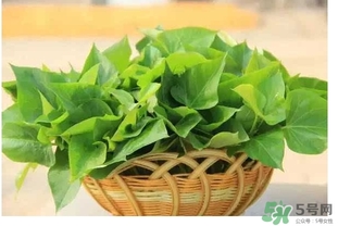 红薯叶不能和什么一起吃吗,红薯叶不能和什么一起吃食物相克
