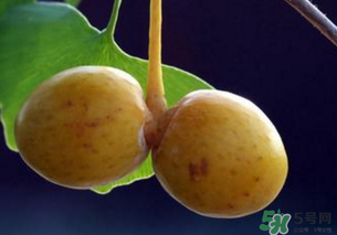 银杏的白果,银杏果有什么好处