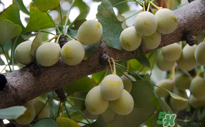 白果的营养成分表,白果的营养成分和功效