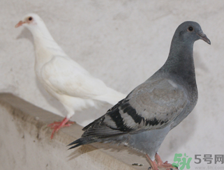 鸽子的营养价值及功效,海参和鸽子哪个营养价值高