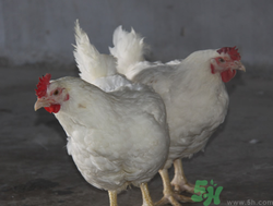 肉鸡营养价值高吗,肉鸡营养价值