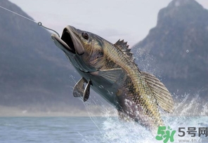 秋冬钓鱼用什么窝料,秋季野钓用什么窝料好