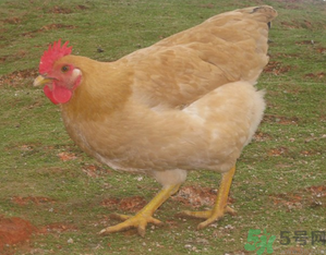 三黄鸡哪里有卖,什么地方的三黄鸡最好