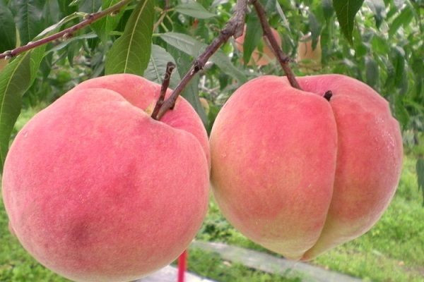 患水痘的症状有什么呢(得水痘的症状)