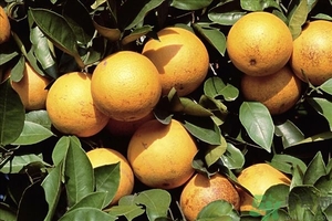 橘子促进消化吗,橘子对消化有好处吗