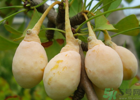 关于白果的介绍,什么是白果