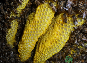 什么是野蜂蜜,野生蜂蜜介绍