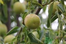 枣能解酒吗,冬枣可以泡酒喝吗