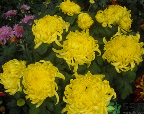 新鲜菊花怎么晒干保存,新鲜菊花怎么晒干