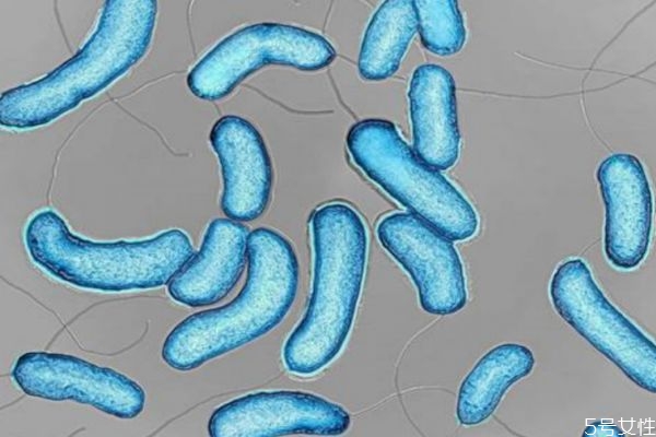 霍乱有疫苗吗(鼠疫和霍乱有疫苗吗)