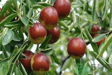 大枣能减肥吗,吃冬枣可以减肥吗