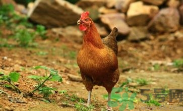 土鸡怎么才能炖烂,土鸡放什么容易炖烂