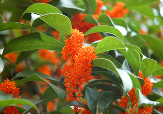 桂花是什么颜色的图片,桂花是什么颜色的