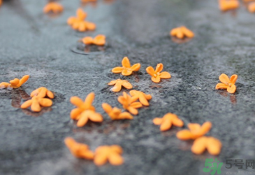 秋天是桂花开的季节吗,桂花开花的时间