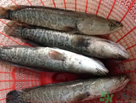 黑鱼死了还能吃吗?,黑鱼死了还能不能吃