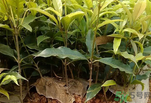 桂花介绍,关于桂花的简介 简短 桂花介绍,关于桂花的简介 简短