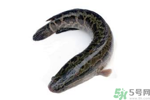 做黑鱼的方法 家常视频,黑鱼怎么洗才干净视频