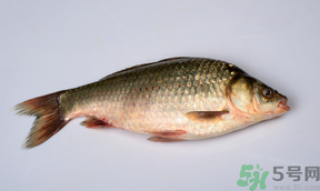 刚死的鲫鱼能吃吗,鲫鱼刚死的可以吃吗