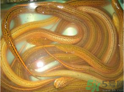 黄鳝鱼泡酒能戒酒吗,黄鳝泡酒真的能戒酒吗