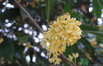 桂花什么时候采摘最好?,桂花什么时候采摘比较好