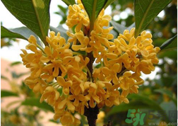 桂花什么特点,桂花的花的特点