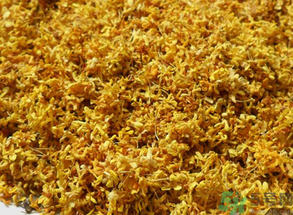 桂花树的简介,桂花的简介资料 桂花树的简介,桂花的简介资料