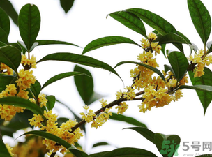 桂花怎么保存香味做成香囊,桂花怎么保存香味持久