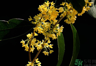 刚摘的桂花怎么处理保存,刚摘的桂花怎么处理成干品