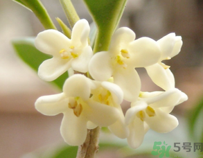 桂花有什么营养,桂花的食用价值有哪些