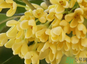 食用桂花在哪里买,鲜桂花怎么处理成干桂花