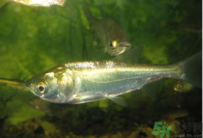 白鲢是什么鱼?,白鲢是什么鱼的配种