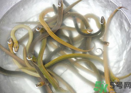 新鲜鳝鱼怎么保存,鳝鱼怎么保存