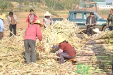 老人吃甘蔗好吗,一天吃多少甘蔗合适