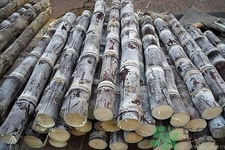 甘蔗是怎么种的,甘蔗什么地方产的最有名