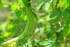 苦瓜一次吃多少合适,苦瓜几天吃一次最好