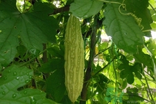 苦瓜泡开水喝有什么功效,经常喝苦瓜水有什么好处和坏处