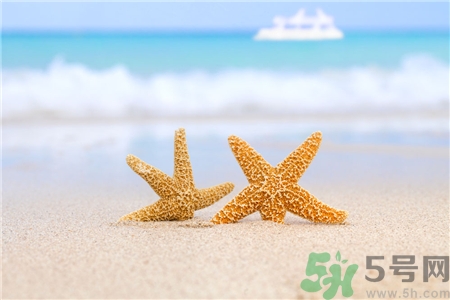 海星的功效和作用及营养价值,海星有什么营养价值 海星的功效和作用及营养价值,海星有什么营养价值